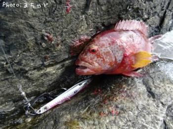 �ʥ����塼�ߡ��Х��ڥХ�ϥ���