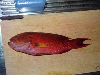 �ʥ����塼�ߡ��Х��ڥХ�ϥ���