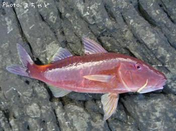 ���������ڥޥ륯���ҥ᥸��