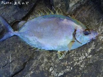 ����졼�ڥϥʥ�������