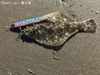 ¥Ò¥é¥á¡Ê¥½¥²¡Ë