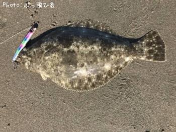 ¥Ò¥é¥á¡Ê¥½¥²¡Ë