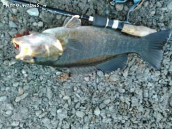 �֥�å��Х�