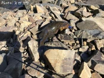 �����ʥ�