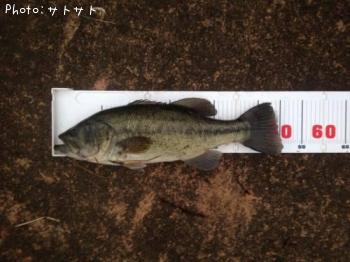 �֥�å��Х�