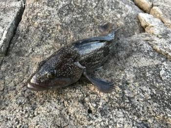 �����ʥ�