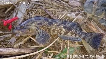 �����ʥ�