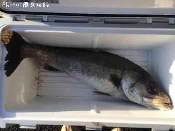 ³°Ë¼¥·¡¼¥Ð¥¹