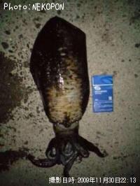 ¥¢¥ª¥ê¥¤¥«