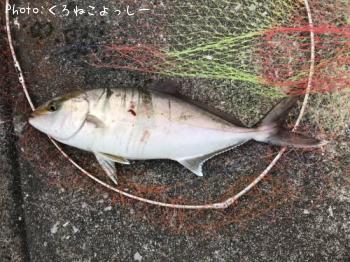 ¥Í¥ì¡Ê¥«¥ó¥Ñ¥Á