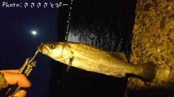 ���С������Х�