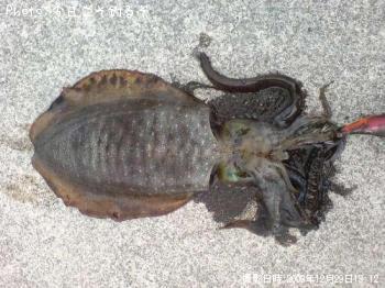 ¥¢¥ª¥ê¥¤¥«