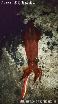 ¥±¥ó¥µ¥¥¤¥«