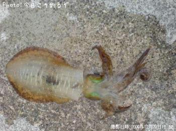 �����ꥤ��