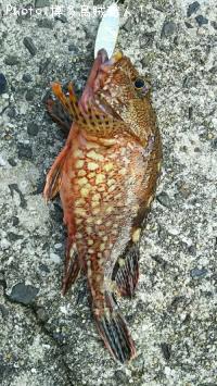 ¥±¥ó¥µ¥¥¤¥«