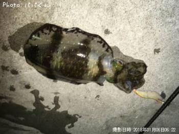 �����ꥤ��