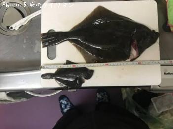 �������쥤