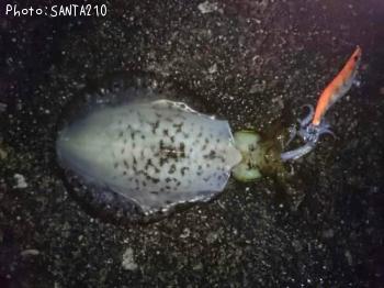 �����ꥤ��