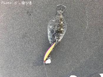 �ҥ��ʥ�����