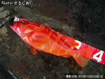 ¡ú¥¢¥«¥Ï¥¿¡ú