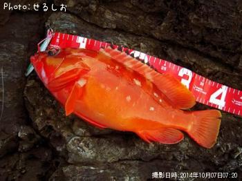 �����ϥ�