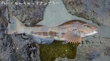 �����ʥ�