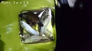 ��Х�