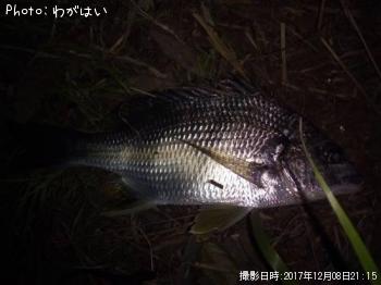 ���ӥ졢������