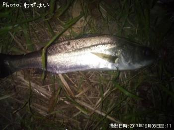 ���ӥ졢������