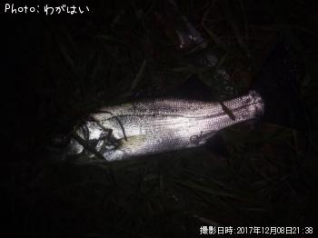 ���ӥ졢������