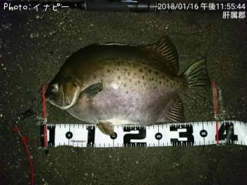 ¥¯¥í¥Û¥·¥Þ¥ó¥¸¥å¥¦¥À¥¤