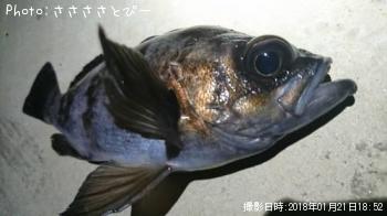 ��Х������