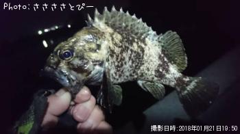 ��Х������