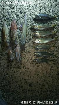 ��ꥤ�������󥵥�����������