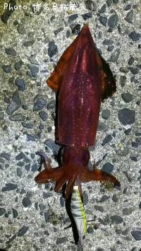 ��ꥤ�������󥵥�����������