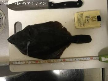 �������쥤