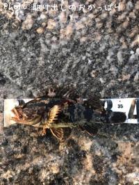 �����Υ���Х�