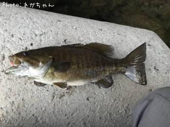 ���⡼��ޥ����Х�