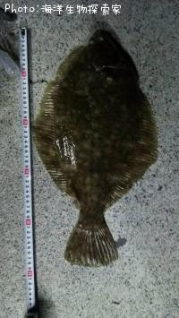 �ޥ����쥤