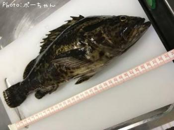 ¥Ù¥Ã¥³¥¦¥¾¥¤