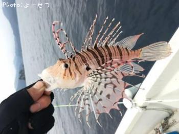 �ߥΥ�����