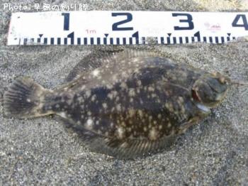 ¥Þ¥³¥¬¥ì¥¤