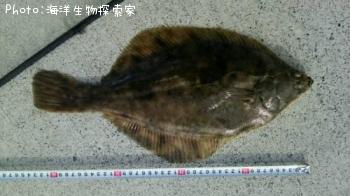 ¥Þ¥³¥¬¥ì¥¤