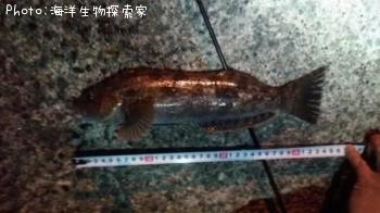 �����ʥ�