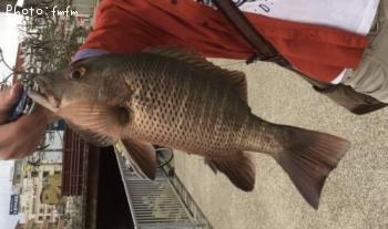 �ޥ󥰥����֥���å��ʥ��ޥե�������