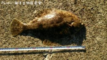 ¥Þ¥³¥¬¥ì¥¤