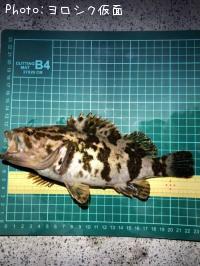 ¥¿¥±¥Î¥³¥á¥Ð¥ë