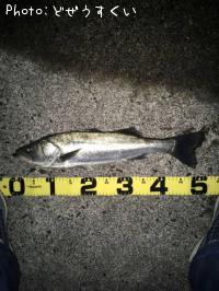 �����Х�