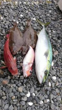 ¥¤¥Ê¥À¡õ¥«¥ì¥¤¡õ¥«¥Ê¥¬¥·¥é¡õ¾¡¢¿§¡¹¡Ä