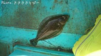 ¥¤¥Ê¥À¡õ¥«¥ì¥¤¡õ¥«¥Ê¥¬¥·¥é¡õ¾¡¢¿§¡¹¡Ä